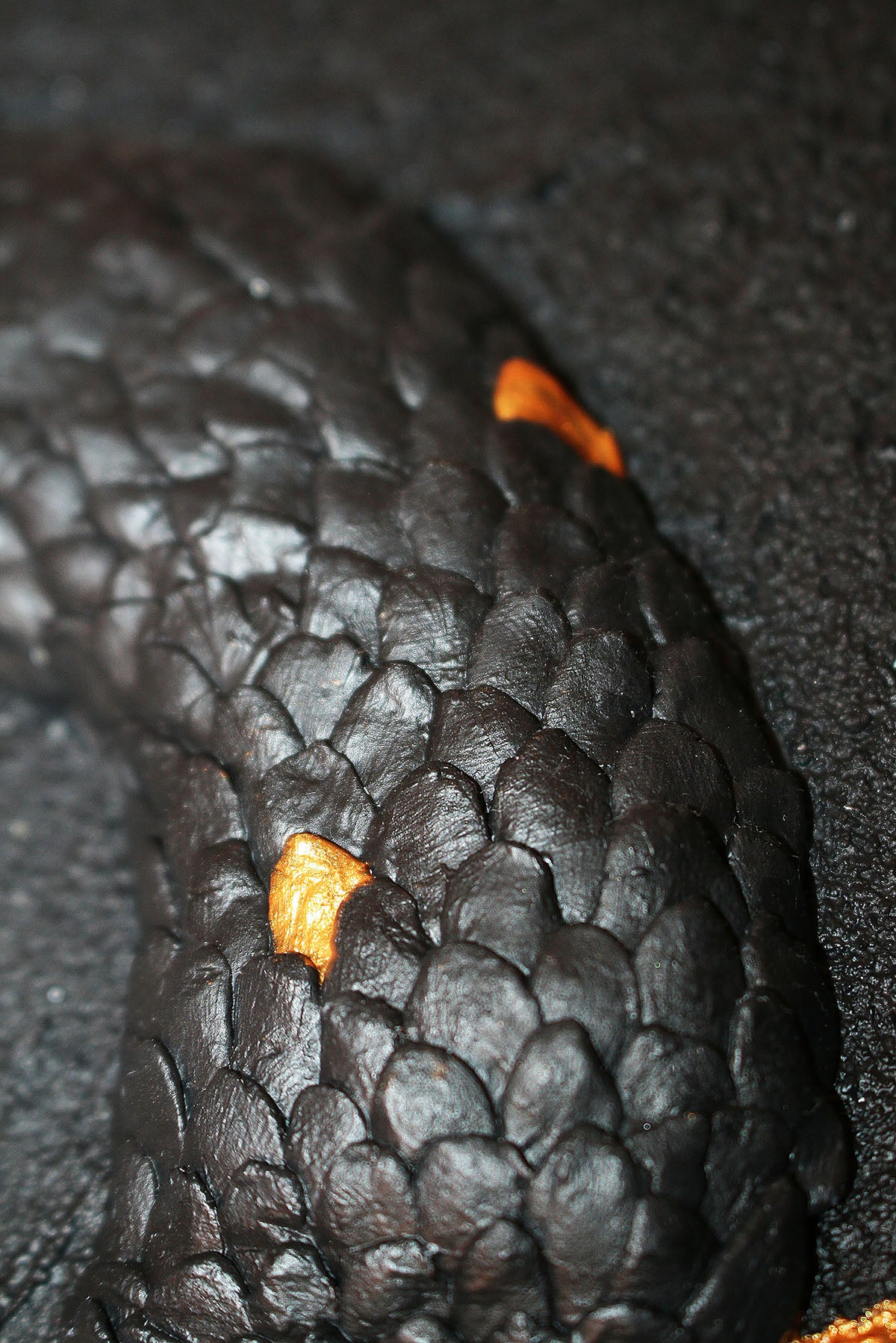 JORMUNGAND